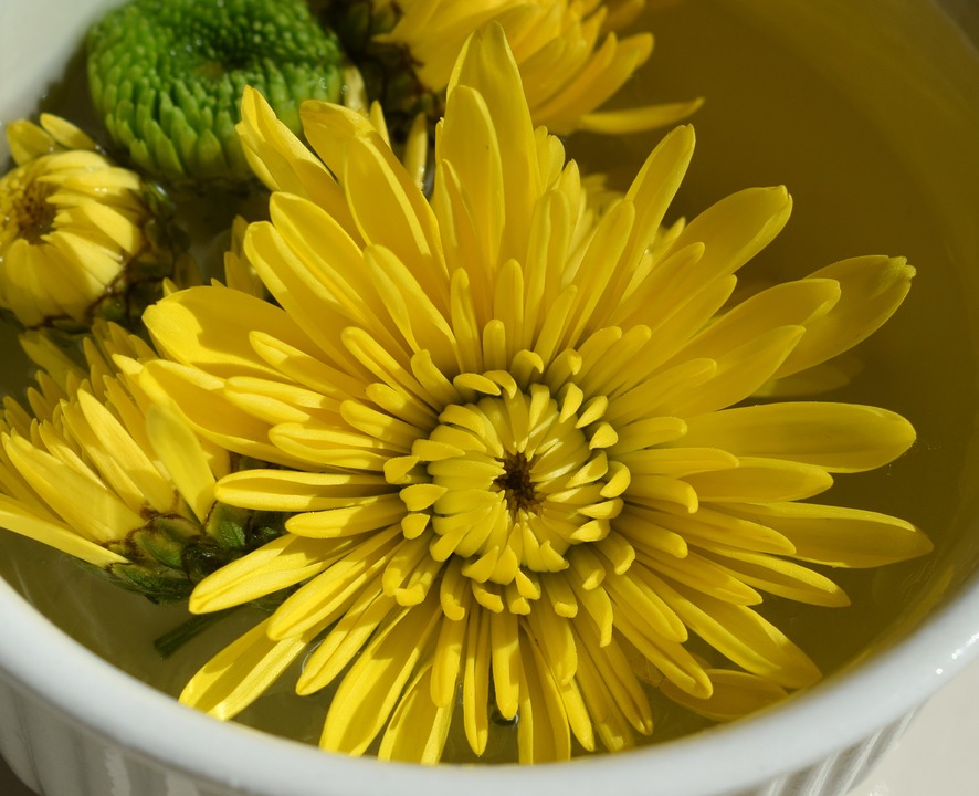 chrysantema